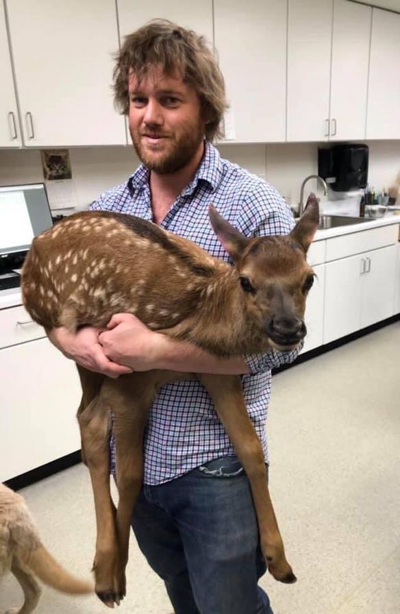 vet holding a baby deer