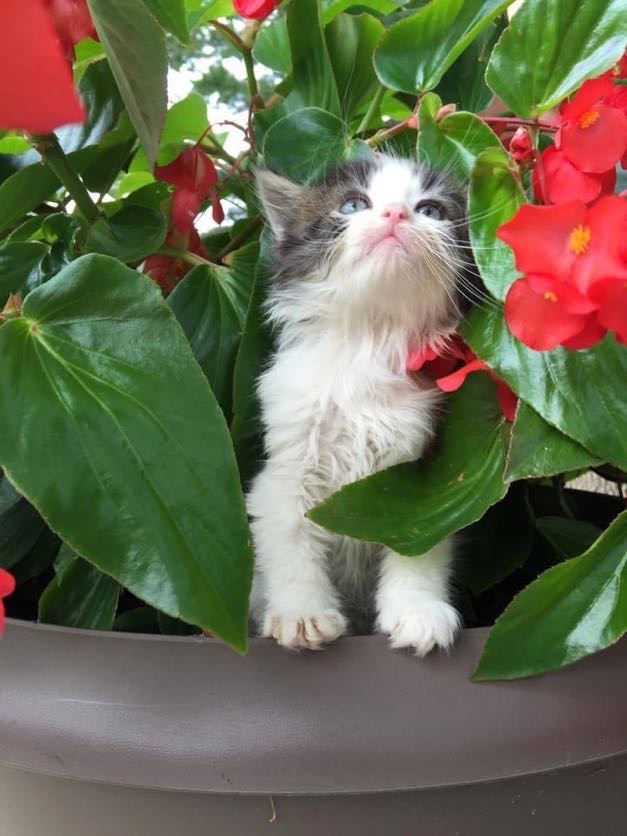 cat playing in flowers