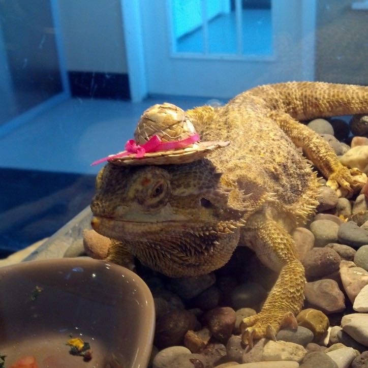 bearded dragon wearing hat
